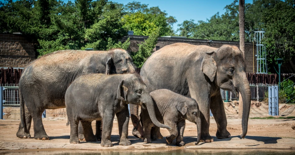 Las 20 principales cosas que hacer en Houston